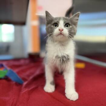 Country -  Domestic Medium Hair and Domestic Short Hair Cat for Adoption in Bullhead City, Arizona - Country | PetCurious