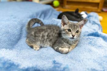 Rescue Bengal and Domestic Short Hair Cats for Adoption in Chicago, Illinois - Chive | PetCurious