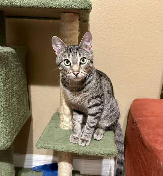 Rescue Domestic Short Hair Cats for Adoption in Longwood, Florida - Rafa | PetCurious