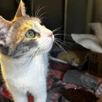 Persephone -  Domestic Short Hair Cat for Adoption in Wheeling, Illinois - Persephone | PetCurious