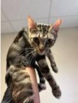 JANE PAWSTEN -  Domestic Short Hair Cat for Adoption in Sugar Land, Texas - JANE PAWSTEN | PetCurious