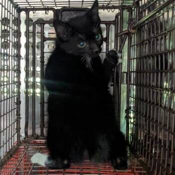 Wellie -  Domestic Short Hair Cat for Adoption in Birmingham, Alabama - Wellie | PetCurious