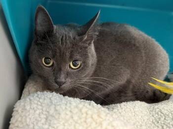 Dora -  Domestic Short Hair Cat for Adoption in New York, New York - Dora | PetCurious