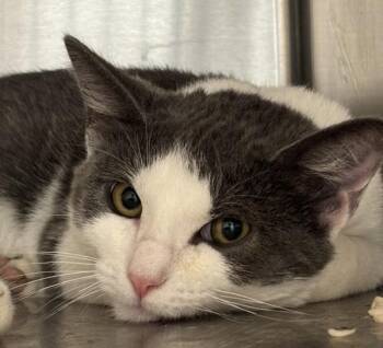 Garfunkel -  Domestic Short Hair Cat for Adoption in Golden, Colorado - Garfunkel | PetCurious