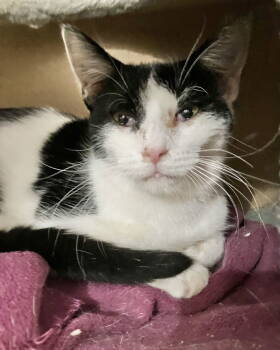 Rescue Domestic Short Hair Cats for Adoption in Dublin, Ohio - Galaxy - KBC | PetCurious