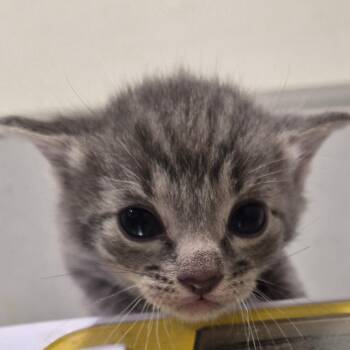 Domestic Short Hair Cats Available for Adoption - Luis | PetCurious