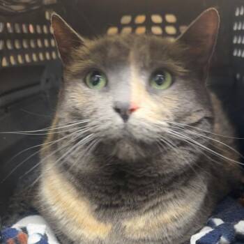 Cream -  Domestic Short Hair Cat for Adoption - Cream | PetCurious