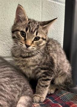 Domestic Short Hair Cats Available for Adoption - JOHNI | PetCurious