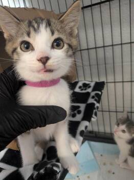 Greg -  Domestic Short Hair Cat for Adoption in Cincinnati, Ohio - Greg | PetCurious