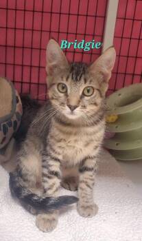 Bridgie -  Domestic Short Hair Cat for Adoption in Diamond Springs, California - Bridgie | PetCurious