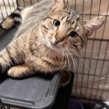 Domestic Short Hair Cats Available for Adoption - Tommi | PetCurious