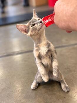 Pinky Plush -  Domestic Short Hair and Dilute Tortoiseshell Cat for Adoption in Chandler, Arizona - Pinky Plush | PetCurious