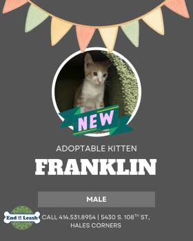 Domestic Short Hair Cats Available for Adoption in Muskego, Wisconsin - Franklin -Affectionate And Playful | PetCurious