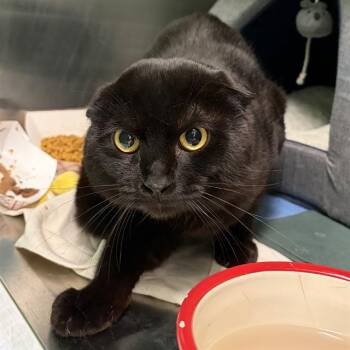 Munchkin Cats Available for Adoption - CHORIZO | PetCurious