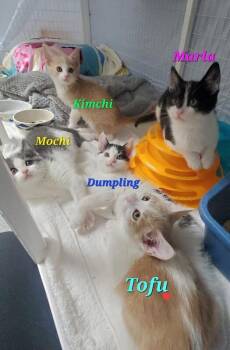 Domestic Short Hair Cats Available for Adoption in Diamond Springs, California - Kimchi | PetCurious