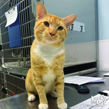 Joseph -  Domestic Short Hair Cat for Adoption in Washington, District Of Columbia - Joseph | PetCurious