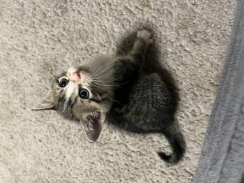 Fern -  Domestic Short Hair Cat for Adoption in Lewis Center, Ohio - Fern | PetCurious