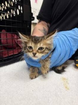 Fanny -  Domestic Medium Hair and Domestic Short Hair Cat for Adoption in Westland, Michigan - Fanny | PetCurious
