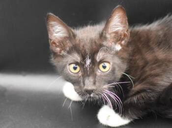Zebra -  Domestic Short Hair Cat for Adoption in Portland, Oregon - Zebra | PetCurious