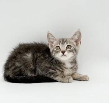 Butterfinger -  Domestic Short Hair Cat for Adoption in Bowling Green, Kentucky - Butterfinger | PetCurious