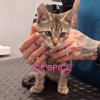 ICE SPICE Kitten -  Domestic Short Hair Cat for Adoption in New Bern, North Carolina - ICE SPICE Kitten | PetCurious