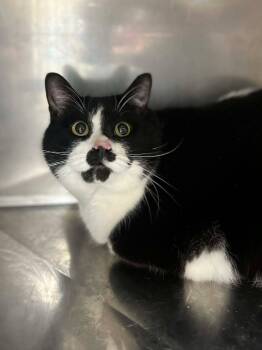 Domestic Short Hair Cats Available for Adoption - Charlie | PetCurious