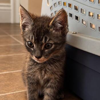 Grail -  Domestic Medium Hair Cat for Adoption in Spokane, Washington - Grail | PetCurious
