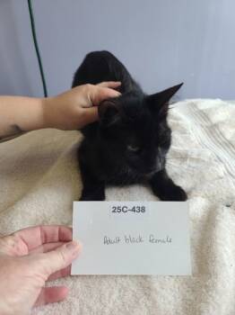 Rescue Domestic Short Hair Cats for Adoption in Willmar, Minnesota - Snow White | PetCurious