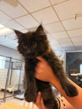 Winsley -  Domestic Long Hair Cat for Adoption in Heber City, Utah - Winsley | PetCurious