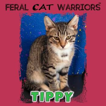 Tippy -  Domestic Short Hair Cat for Adoption in Kingman, Arizona - Tippy | PetCurious