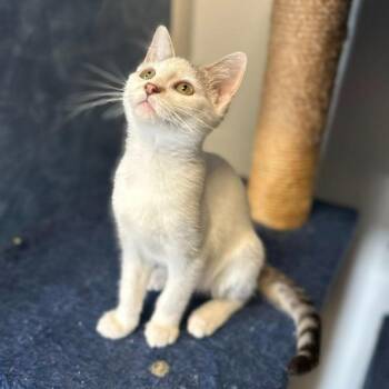 Domestic Short Hair Cats Available for Adoption in Normal, Illinois - Baby Cat | PetCurious