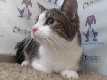 A533494 -  Domestic Short Hair Cat for Adoption in Orlando, Florida - A533494 | PetCurious