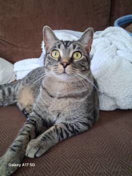SNUGGLE -  American Shorthair Cat for Adoption - SNUGGLE | PetCurious
