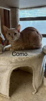 Domestic Short Hair Cats Available for Adoption - Como | PetCurious
