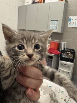 ALFONZO -  Domestic Short Hair Cat for Adoption in Indianapolis, Indiana - ALFONZO | PetCurious