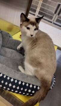 Rescue Domestic Short Hair Cats for Adoption in Pocatello, Idaho - Fester 45447 | PetCurious