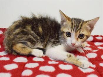 TEENA -  Domestic Short Hair Cat for Adoption in Sacramento, California - TEENA | PetCurious