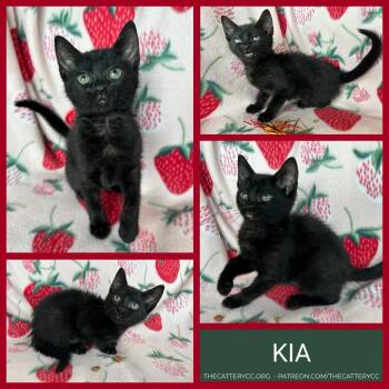 Kia -  Domestic Short Hair Cat for Adoption in Corpus Christi, Texas - Kia | PetCurious
