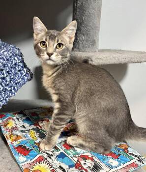 Hermes -  Domestic Short Hair Cat for Adoption in St. Peters, Missouri - Hermes | PetCurious