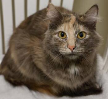 Matilda (bonded with Minnie) -  Domestic Medium Hair and Domestic Short Hair Cat for Adoption in Verona, Wisconsin - Matilda (bonded With Minnie) | PetCurious