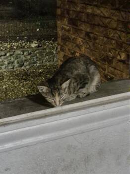 LAKE -  Domestic Short Hair Cat for Adoption in San Antonio, Texas - LAKE | PetCurious