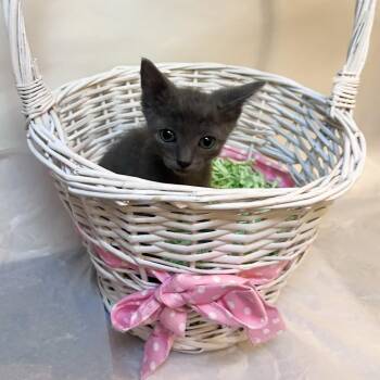 Domestic Short Hair Cats Available for Adoption in Springfield, Missouri - Mini Muffins Records | PetCurious