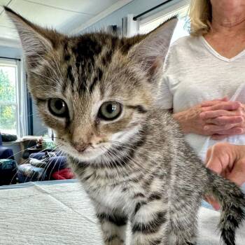 Dottie May -  Domestic Short Hair Cat for Adoption in Woodstock, Virginia - Dottie May | PetCurious