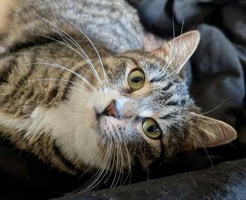 Domestic Short Hair Cats Available for Adoption - Sabrina  | PetCurious
