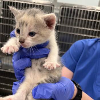 Marine -  Domestic Medium Hair Cat for Adoption in Greensboro, North Carolina - Marine | PetCurious