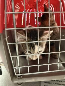 WINTER -  Domestic Short Hair Cat for Adoption in Fort Walton Beach, Florida - WINTER | PetCurious