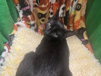Rescue Domestic Short Hair Cats for Adoption in Winter Haven, Florida - A1247227 | PetCurious