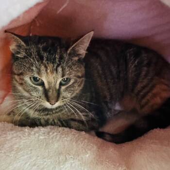 Rescue Domestic Short Hair Cats for Adoption in Binghamton, New York - Rattle | PetCurious