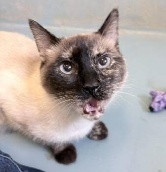 Opal -  Siamese Cat for Adoption in Ogdensburg, New York - Opal | PetCurious