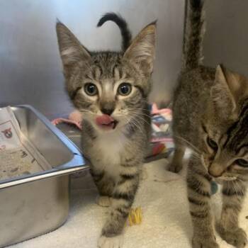 Kiwi -  Domestic Medium Hair Cat for Adoption in Dublin, California - Kiwi | PetCurious